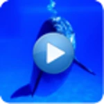 dolphins - sound to relax android application logo